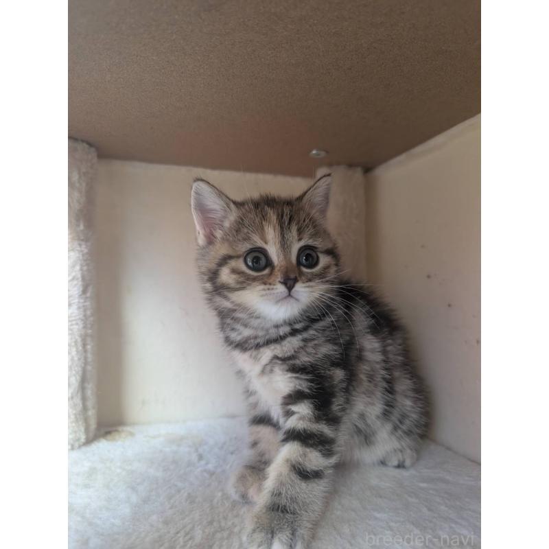 販売中の兵庫県のマンチカン-133010の2枚目