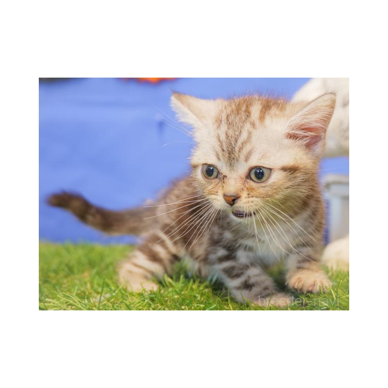 販売中の静岡県のアメリカンショートヘア-133011の4枚目