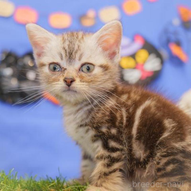 販売中の静岡県のアメリカンショートヘア-133011の1枚目