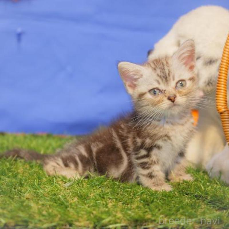 販売中の静岡県のアメリカンショートヘア-133011の3枚目