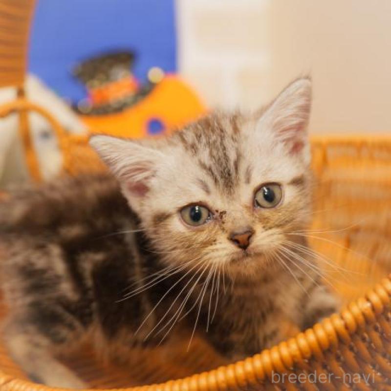 販売中の静岡県のアメリカンショートヘア-133011の2枚目