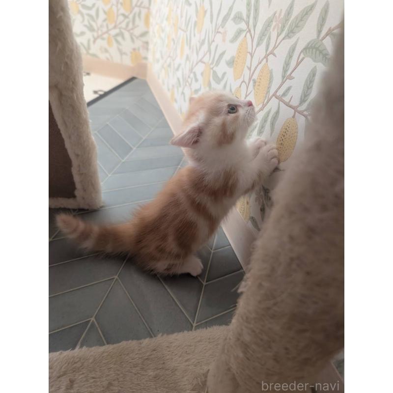 販売中の兵庫県のマンチカン(短足)-133012の10枚目