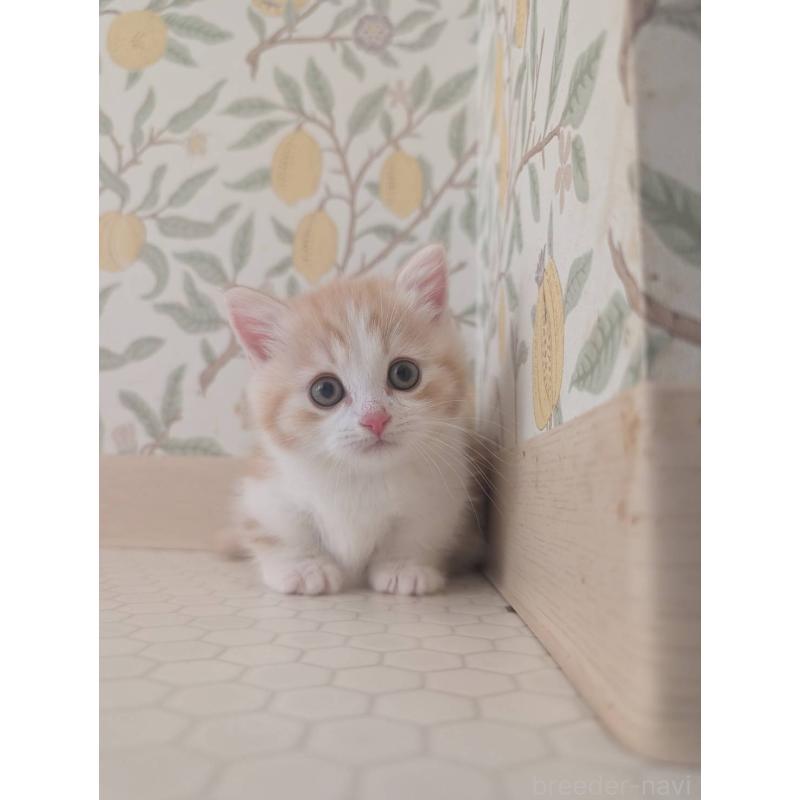 販売中の兵庫県のマンチカン(短足)-133012の9枚目