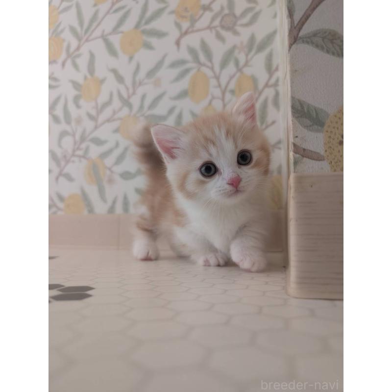 販売中の兵庫県のマンチカン(短足)-133012の8枚目