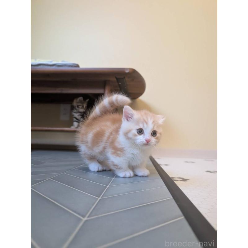 販売中の兵庫県のマンチカン(短足)-133012の7枚目