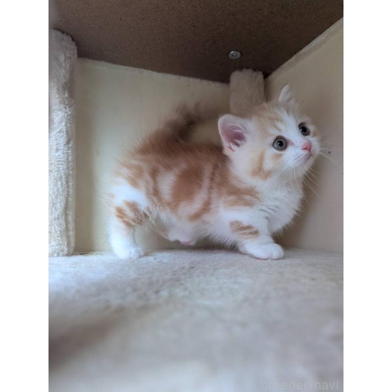 販売中の兵庫県のマンチカン(短足)-133012の6枚目