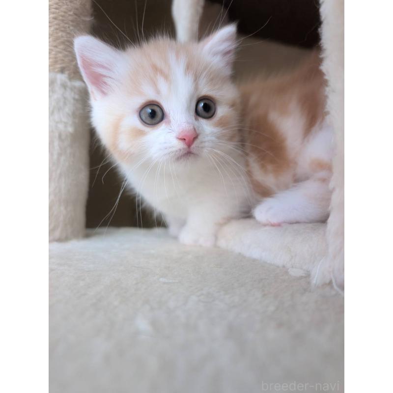 販売中の兵庫県のマンチカン(短足)-133012の5枚目