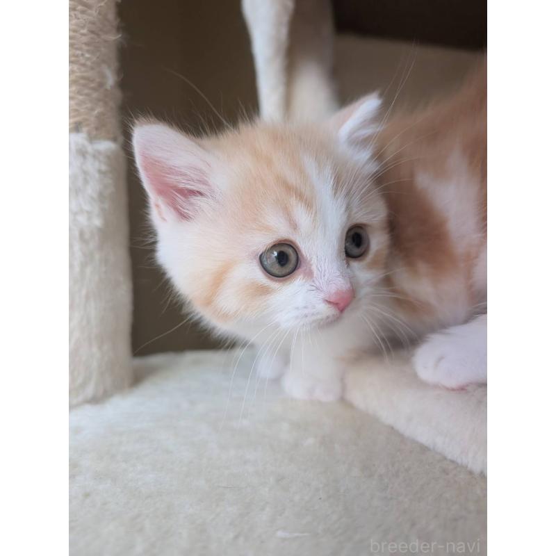 販売中の兵庫県のマンチカン(短足)-133012の4枚目