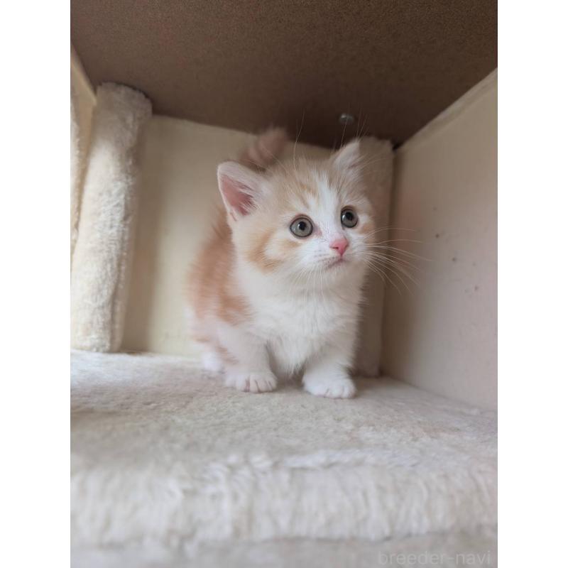 販売中の兵庫県のマンチカン(短足)-133012の3枚目