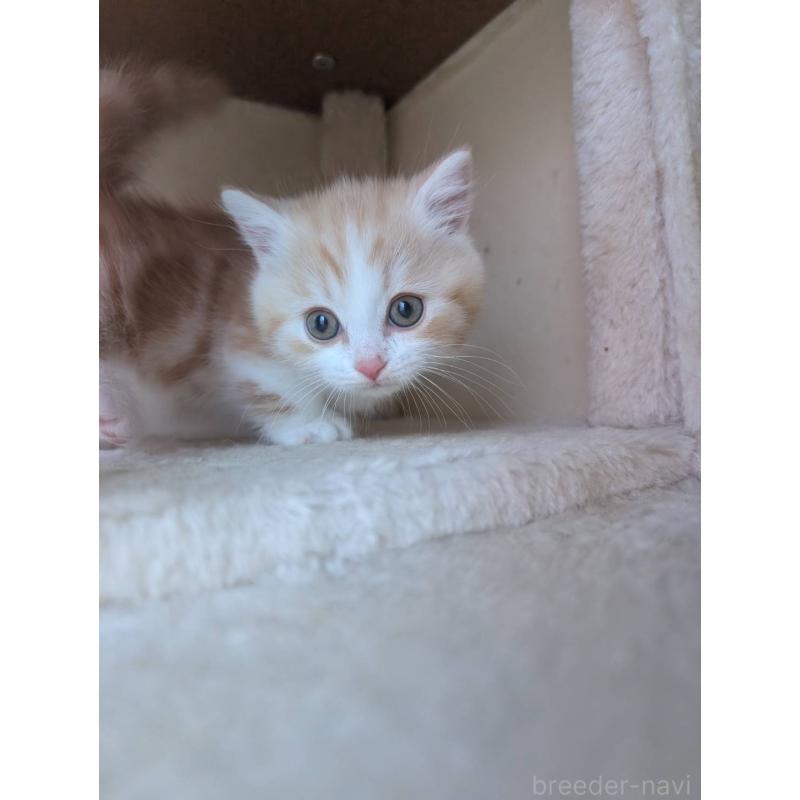 販売中の兵庫県のマンチカン(短足)-133012の2枚目