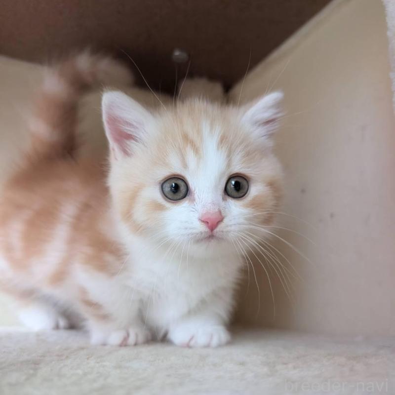 販売中の兵庫県のマンチカン(短足)-133012