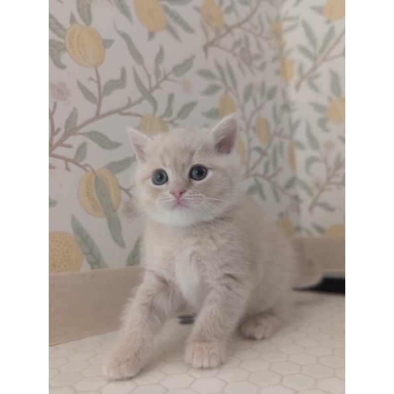 販売中の兵庫県のマンチカン-133013の10枚目