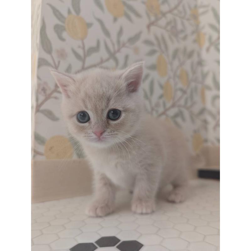 販売中の兵庫県のマンチカン-133013の9枚目