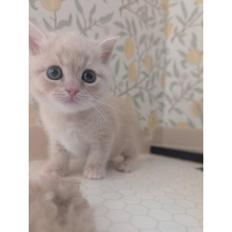 販売中の兵庫県のマンチカン-133013の8枚目