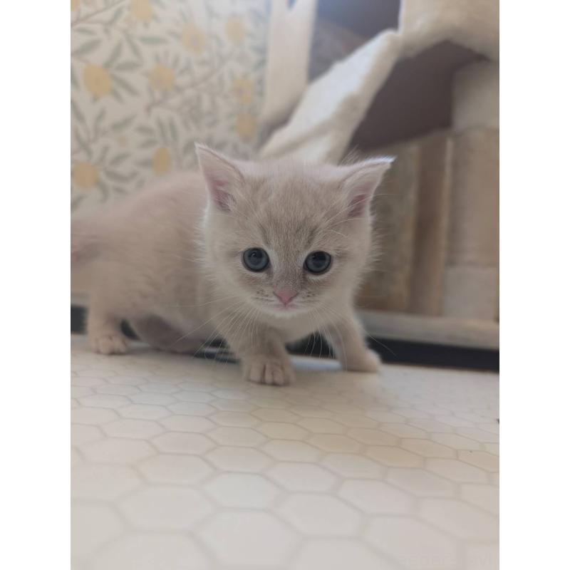 販売中の兵庫県のマンチカン-133013の7枚目