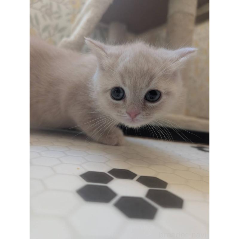 販売中の兵庫県のマンチカン-133013の6枚目