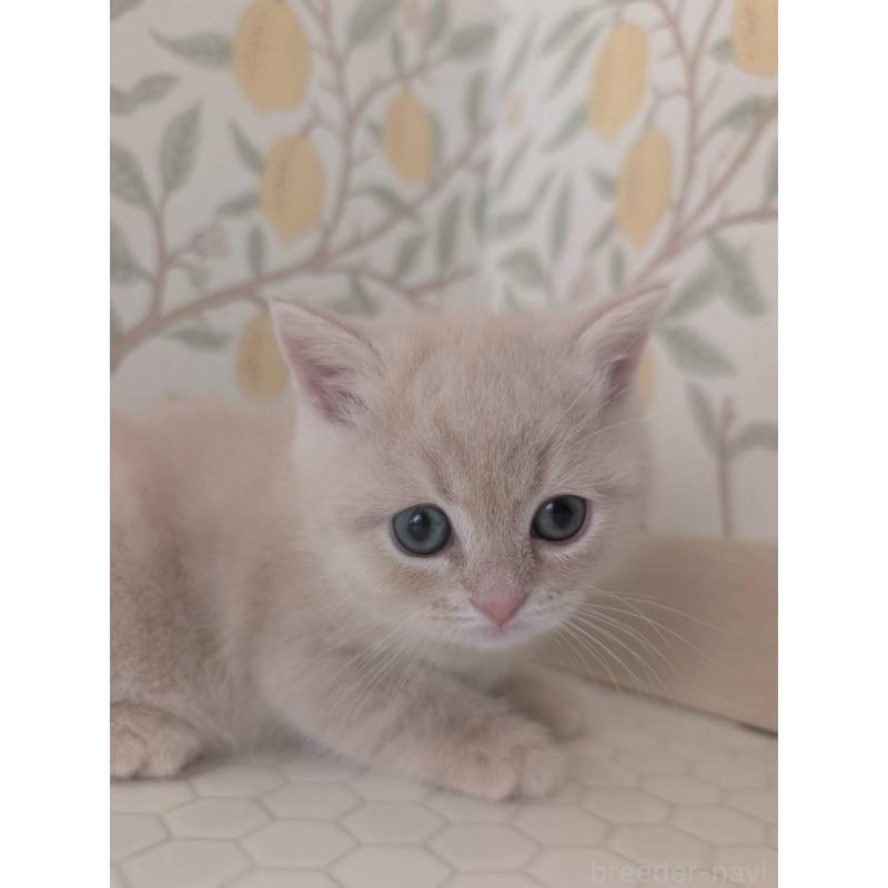 販売中の兵庫県のマンチカン-133013の5枚目