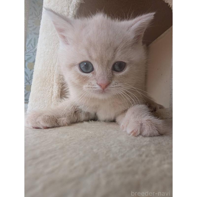 販売中の兵庫県のマンチカン-133013の4枚目