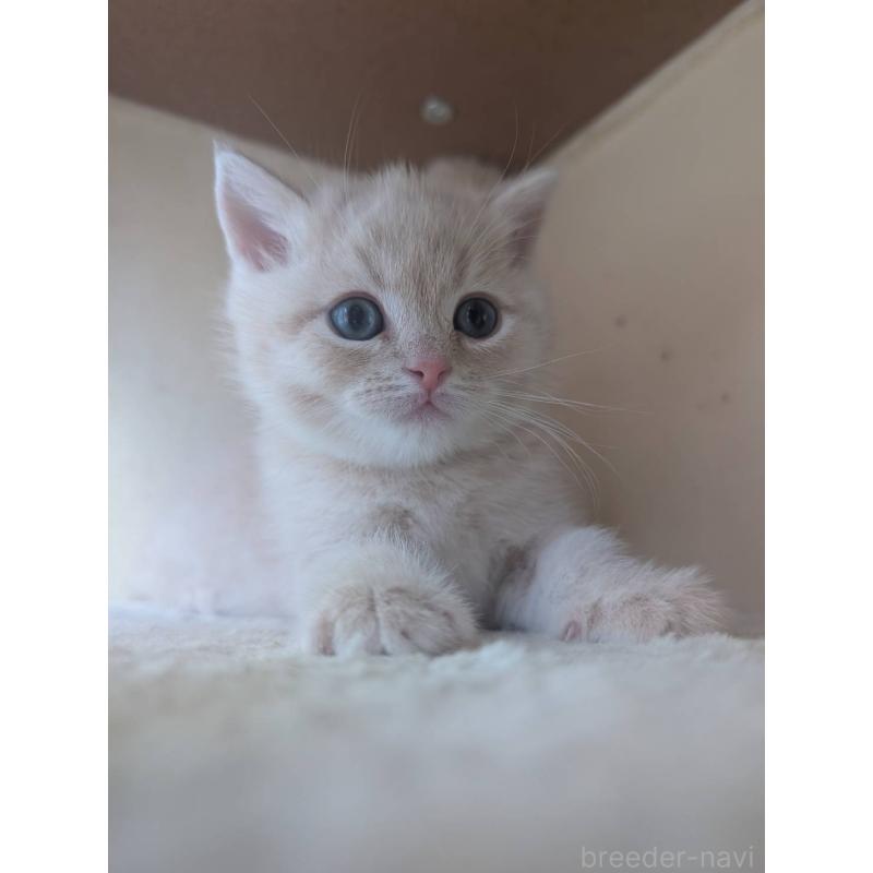 販売中の兵庫県のマンチカン-133013の3枚目