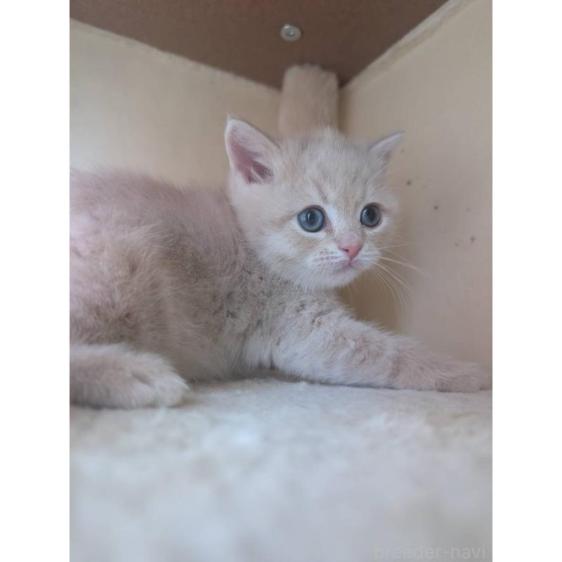 販売中の兵庫県のマンチカン-133013の2枚目