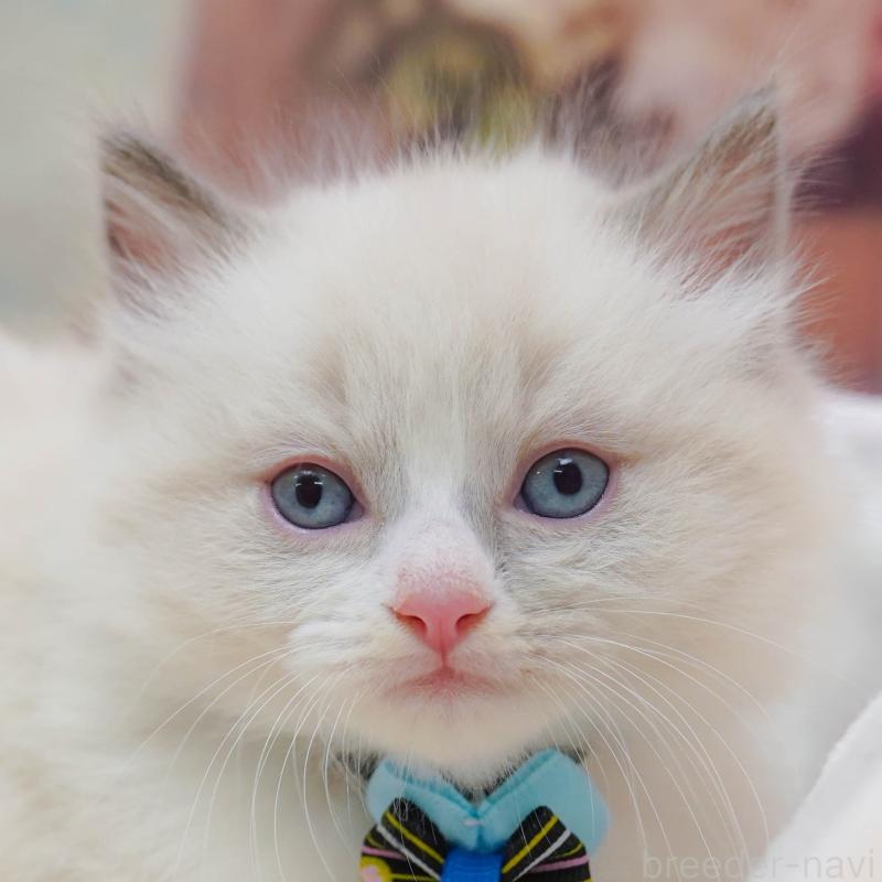 販売中の神奈川県のラグドール-133014の1枚目