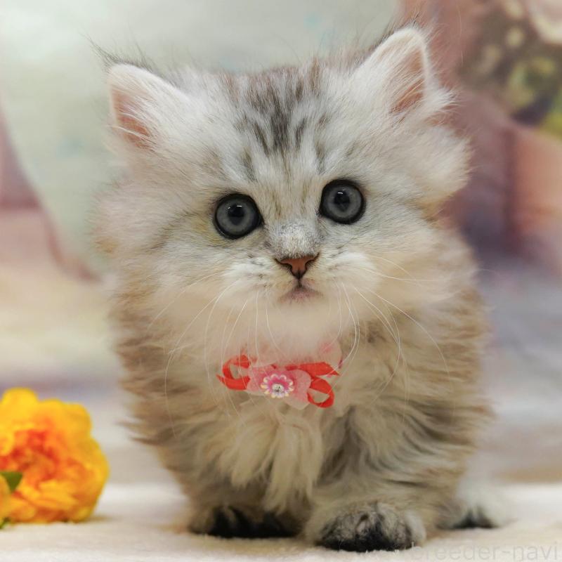 販売中の神奈川県のミヌエット-133015