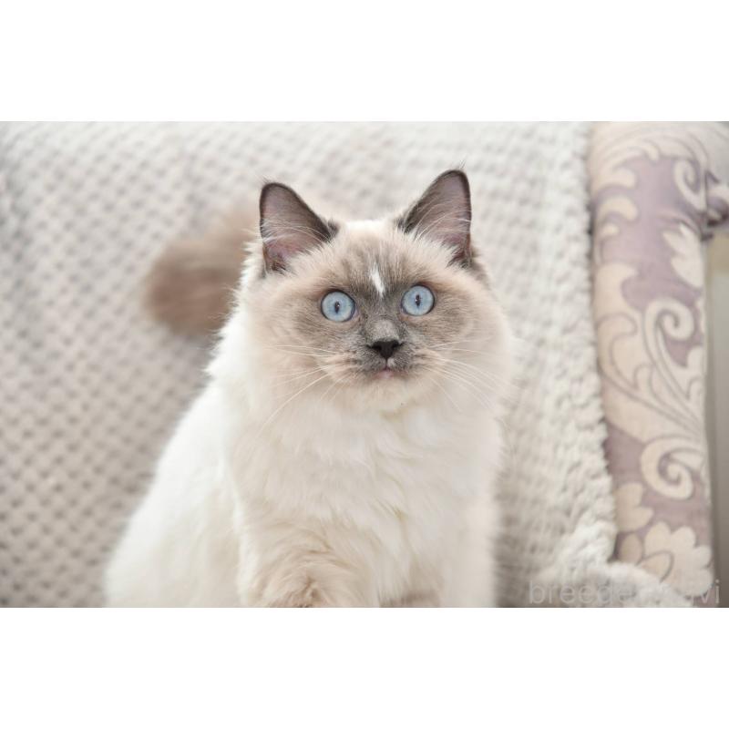 販売中の宮城県のラグドール-133016の4枚目