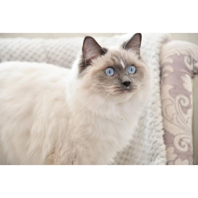 販売中の宮城県のラグドール-133016の3枚目