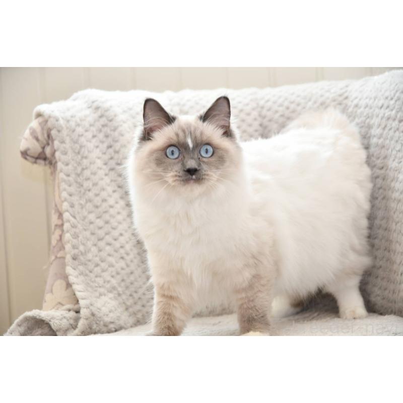 販売中の宮城県のラグドール-133016の2枚目