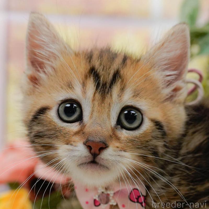 販売中ののマンチカン-133017