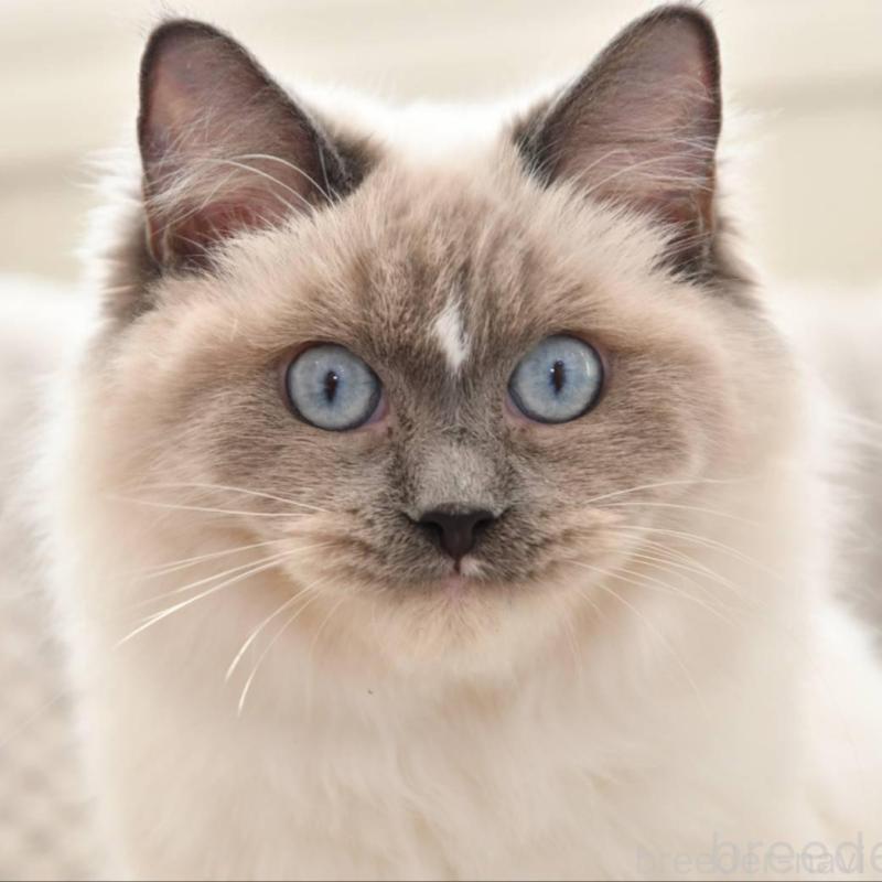 販売中の宮城県のラグドール-133016