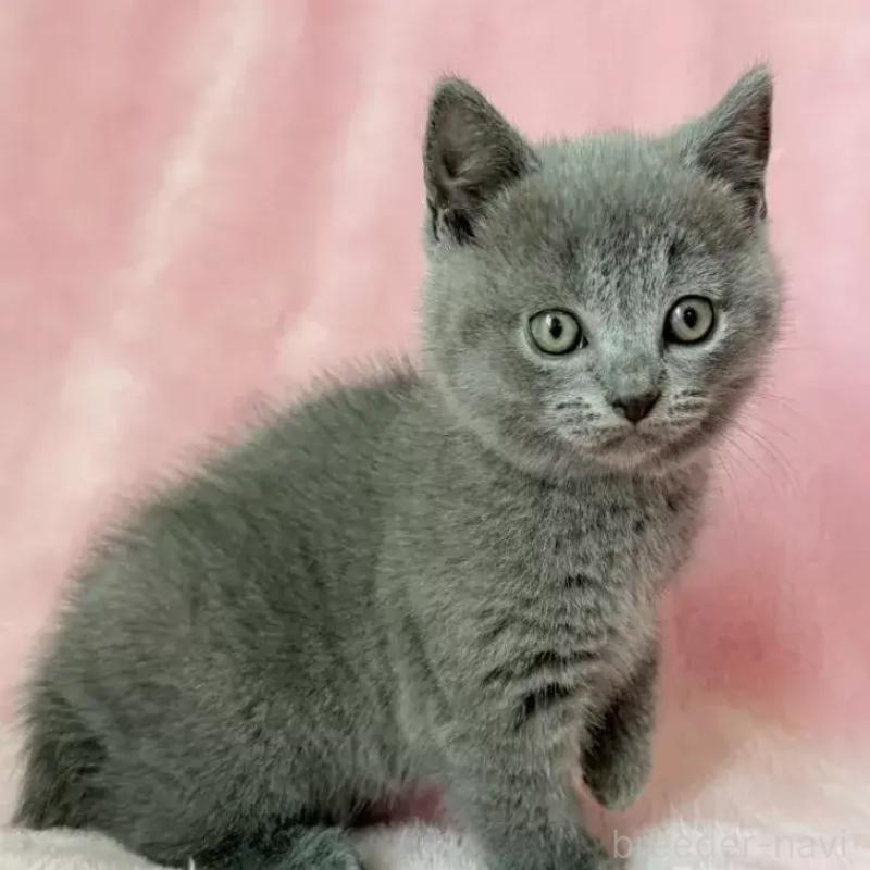 販売中の静岡県のシャルトリュー-133018