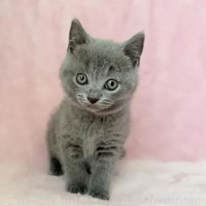 販売中の静岡県のシャルトリュー-133018の2枚目