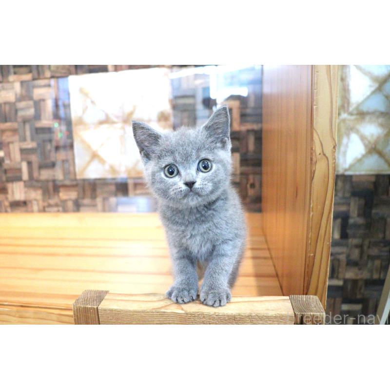 販売中の大阪府のブリティッシュショートヘア-130944