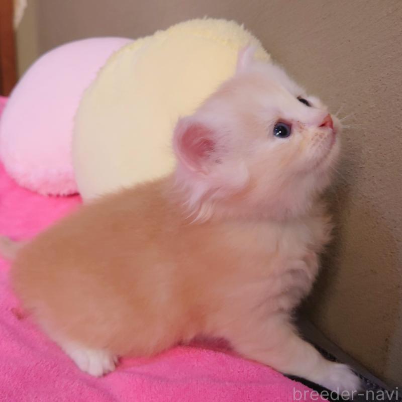 販売中の埼玉県のサイベリアン-132262の4枚目