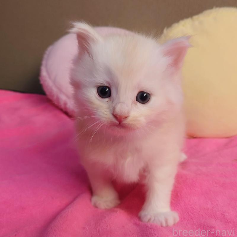 販売中の埼玉県のサイベリアン-132261