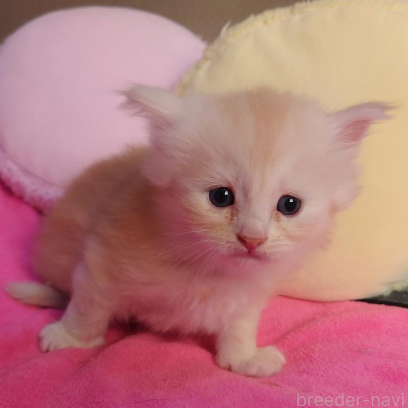 販売中の埼玉県のサイベリアン-132262