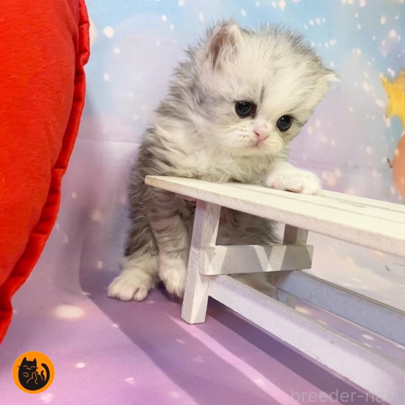 販売中の大阪府のミヌエット-132932