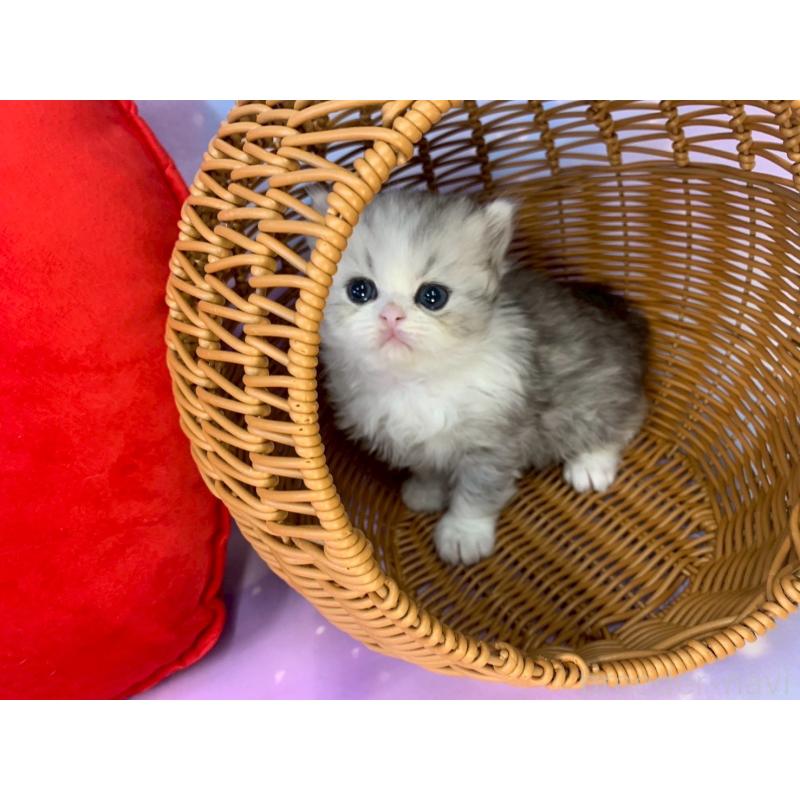 成約済の大阪府のミヌエット-132932の3枚目