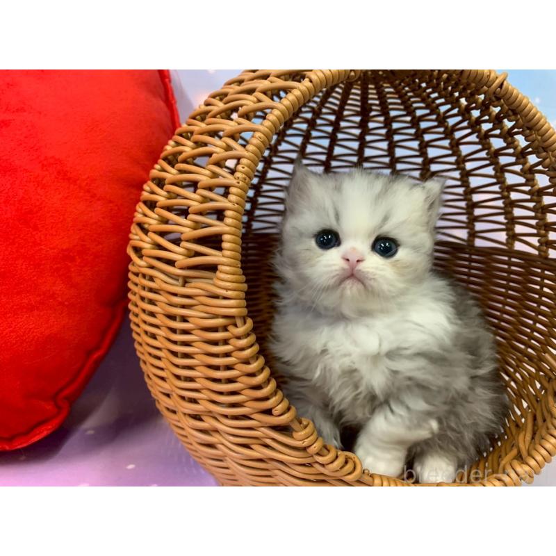 成約済の大阪府のミヌエット-132932の2枚目