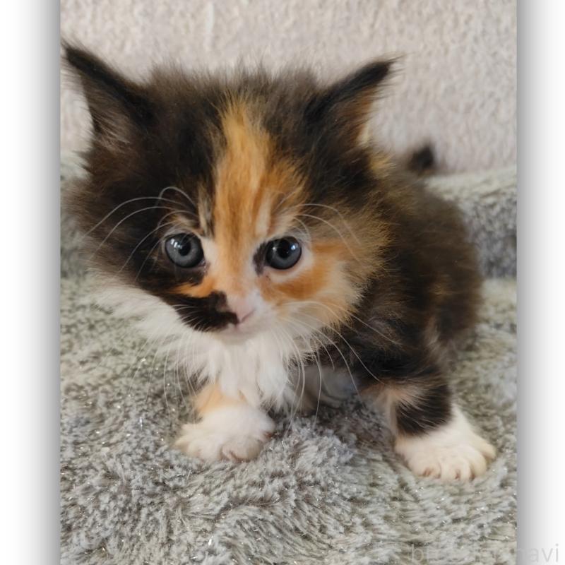 販売中の千葉県のラパーマ-132988