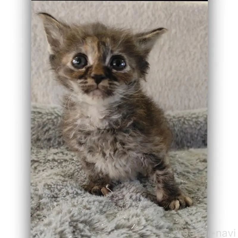 販売中の千葉県のラパーマ-132987