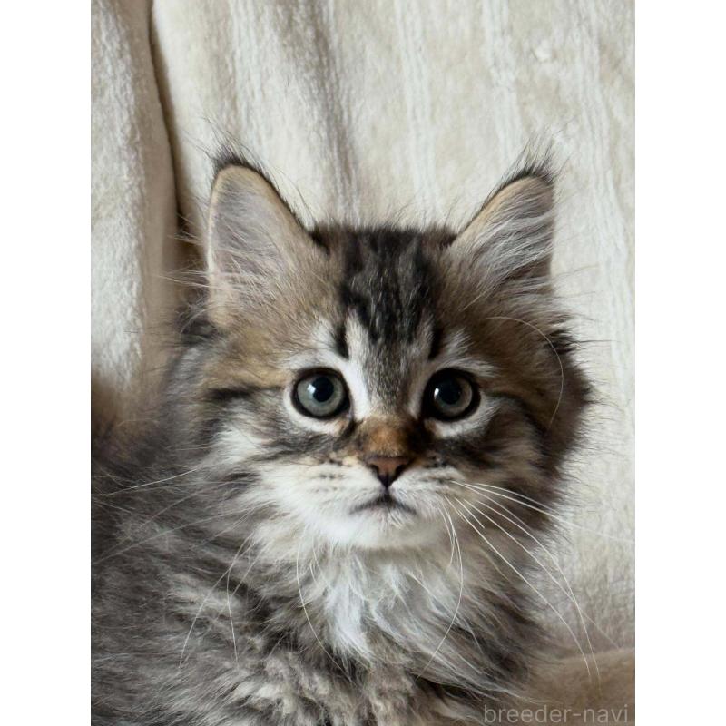 販売中の埼玉県のサイベリアン-133022の5枚目