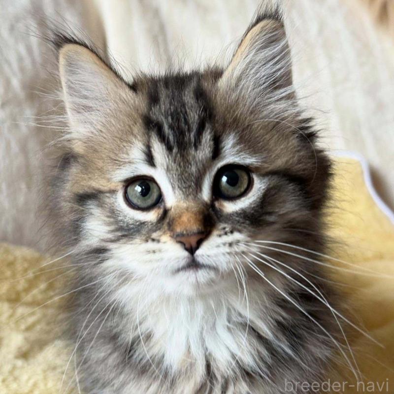 販売中の埼玉県のサイベリアン-133022の1枚目