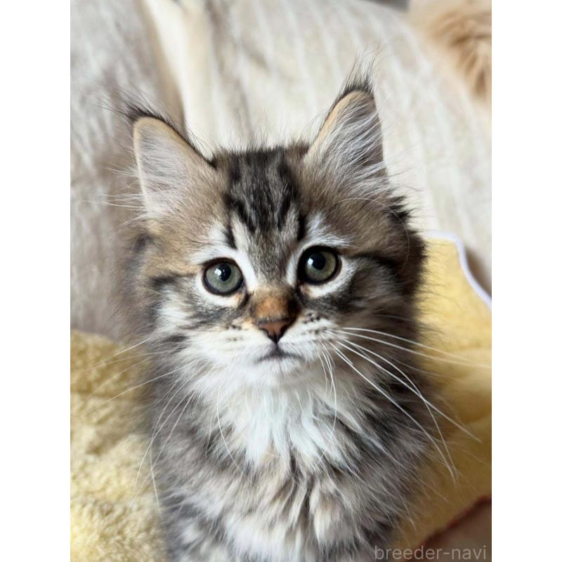 販売中の埼玉県のサイベリアン-133022の4枚目