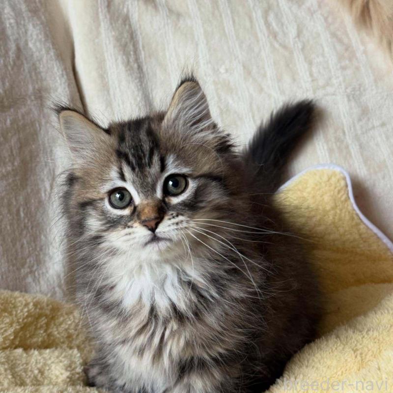 販売中の埼玉県のサイベリアン-133022の3枚目