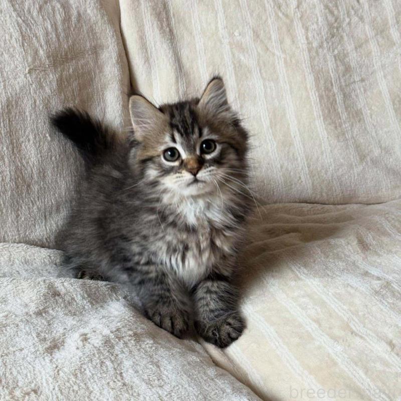 販売中の埼玉県のサイベリアン-133022の2枚目