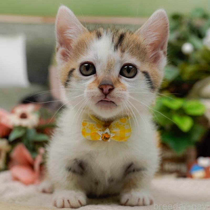 販売中の神奈川県のマンチカン-133024