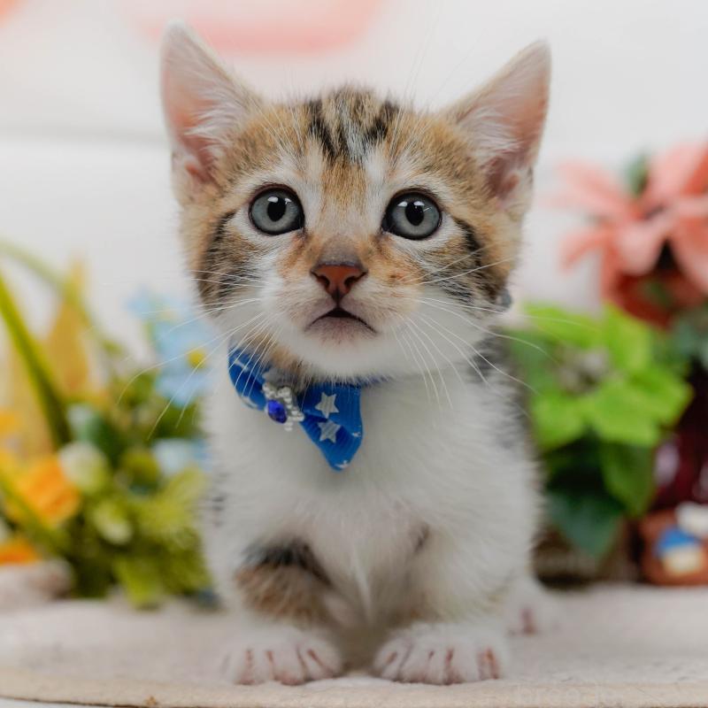 販売中の神奈川県のマンチカン-133026