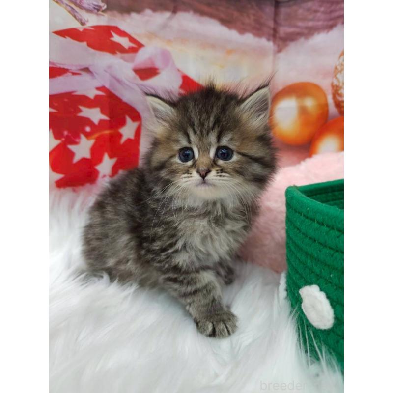 販売中の埼玉県のサイベリアン-133025の5枚目